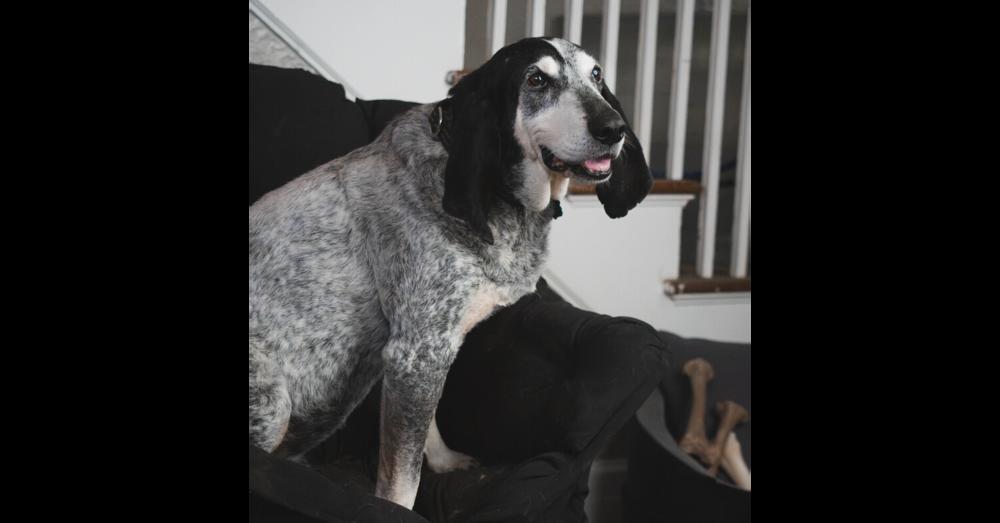 Enlarge Gunner - 25002, a Adoptable mixed breed in Armonk, NY image 5/6