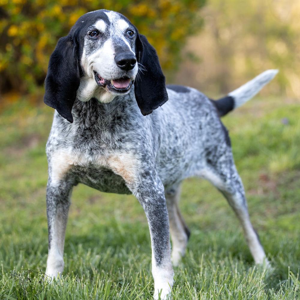 Enlarge Gunner - 25002, a Adoptable mixed breed in Armonk, NY image 6/6
