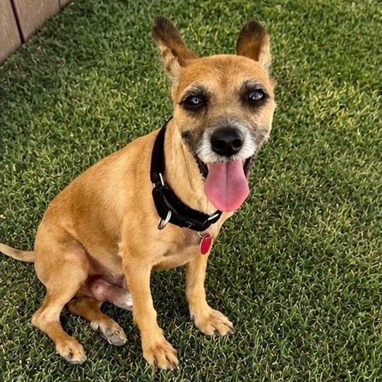 Enlarge Marlo, a Adoptable Terrier in Las Vegas, NV image 1/3