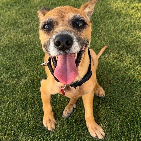 Enlarge Marlo, a Adoptable Terrier in Las Vegas, NV image 2/3