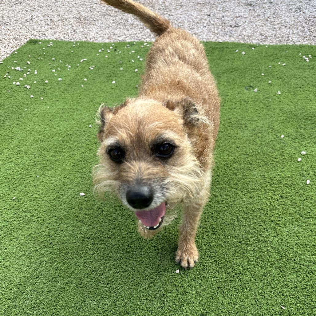 Marlo, Adoptable, Senior Male Terrier.
