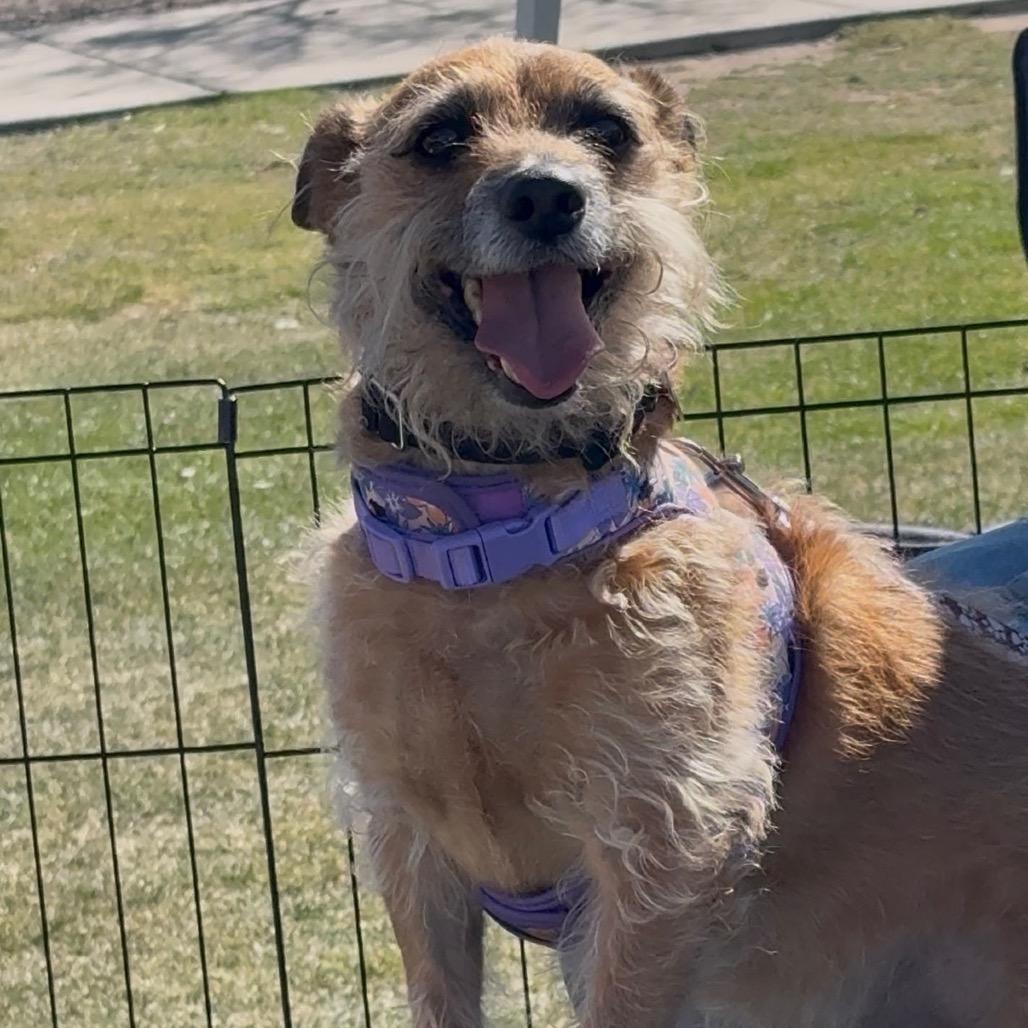 Enlarge Marlo, a Adoptable Terrier in Las Vegas, NV image 2/3