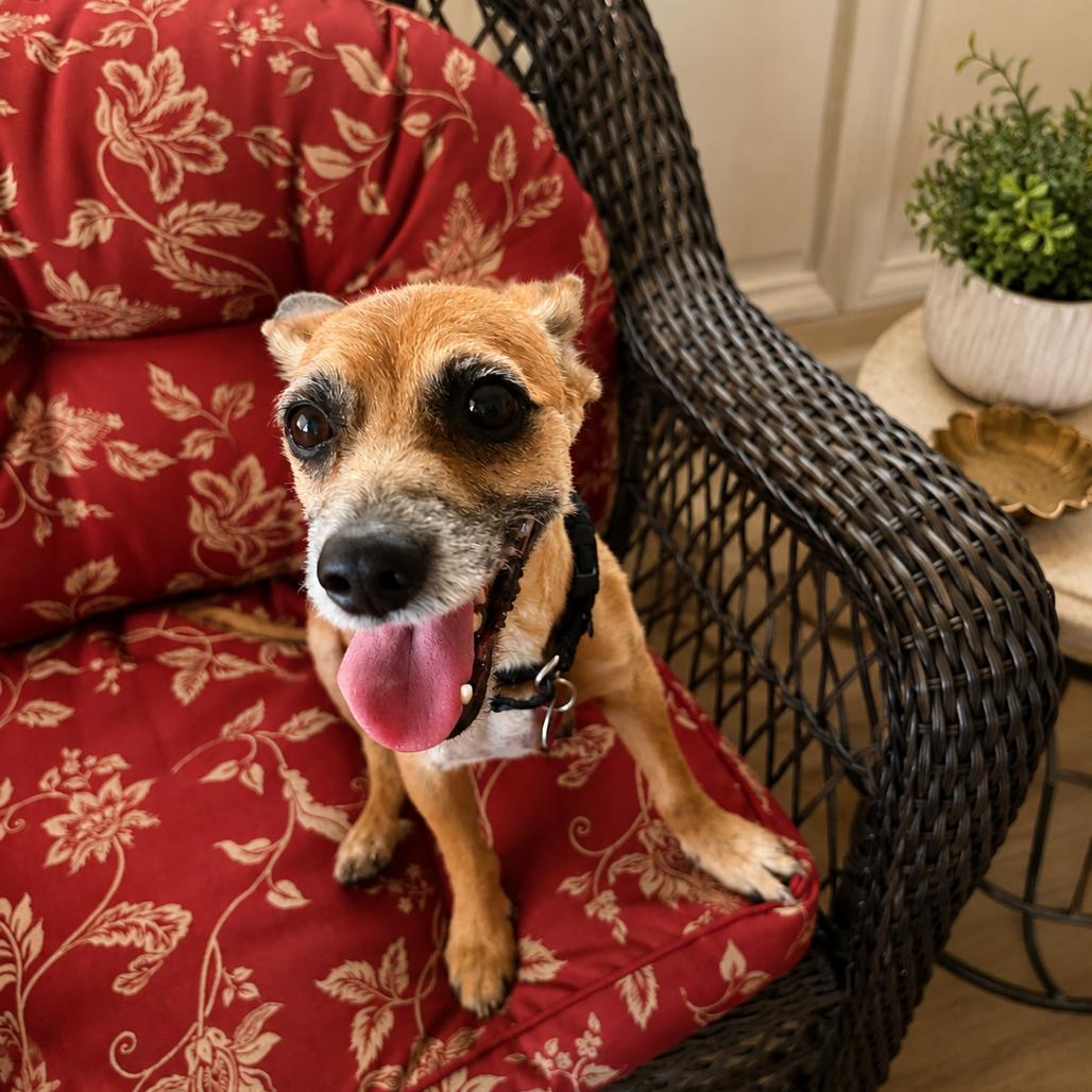 Enlarge Marlo, a Adoptable Terrier in Las Vegas, NV image 3/3