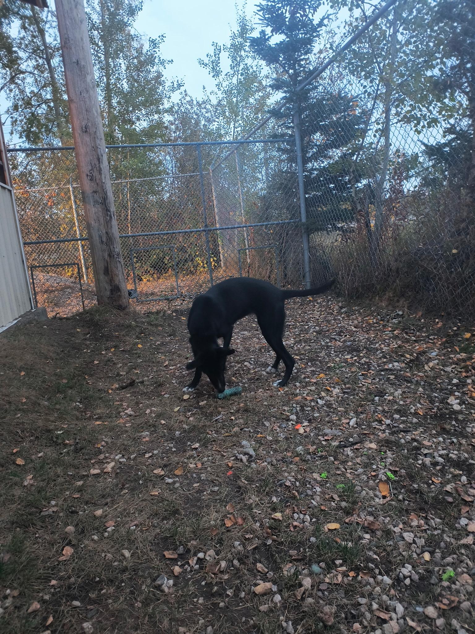 Juniper, Adoptable, Young Female German Shorthaired Pointer & Husky.