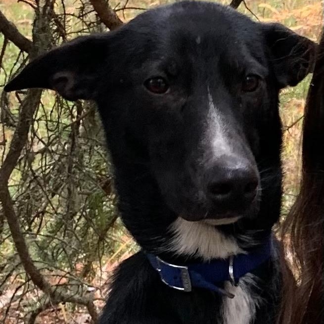 Enlarge Juniper, a Adoptable mixed breed in Fort Smith, NT image 1/3