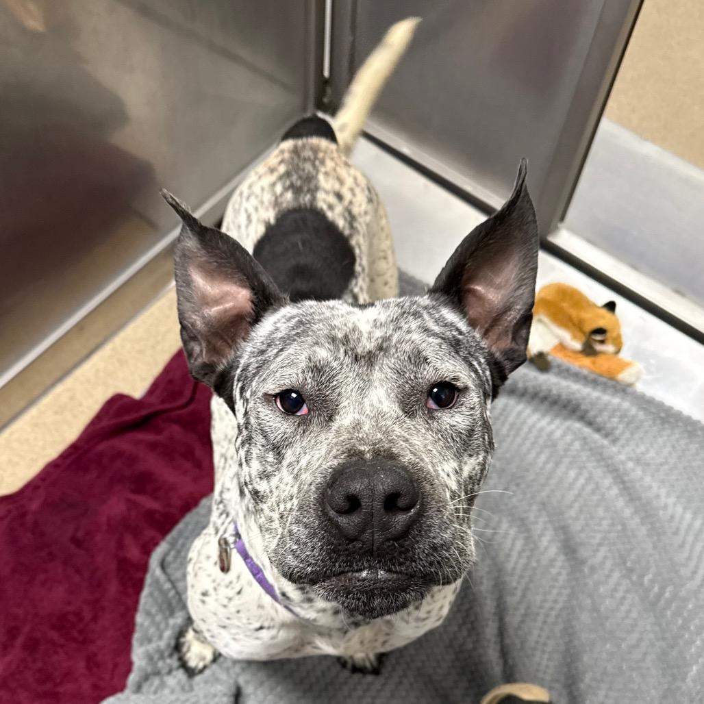 Enlarge Diesel, a Adoptable mixed breed in Brookfield, WI image 1/4