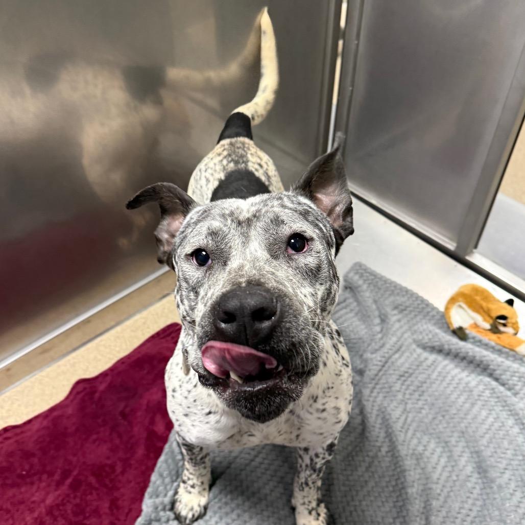 Enlarge Diesel, a Adoptable mixed breed in Brookfield, WI image 3/4