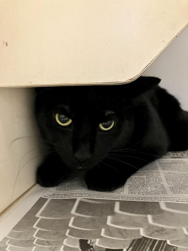 Kuma, Adoptable, Adult Male Domestic Short Hair.