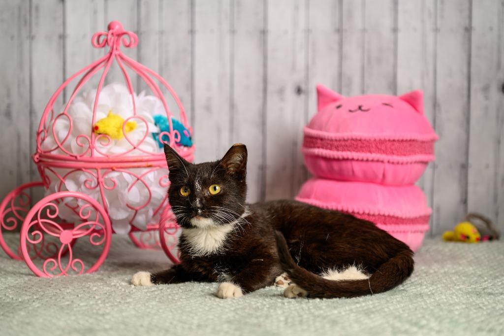 Enlarge Millicent, a Adoptable mixed breed in Roanoke, TX image 1/3