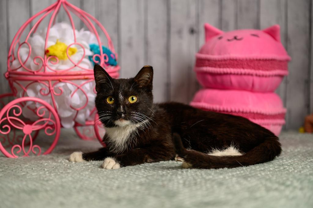Millicent, Adoptable, Kitten Female Domestic Short Hair.