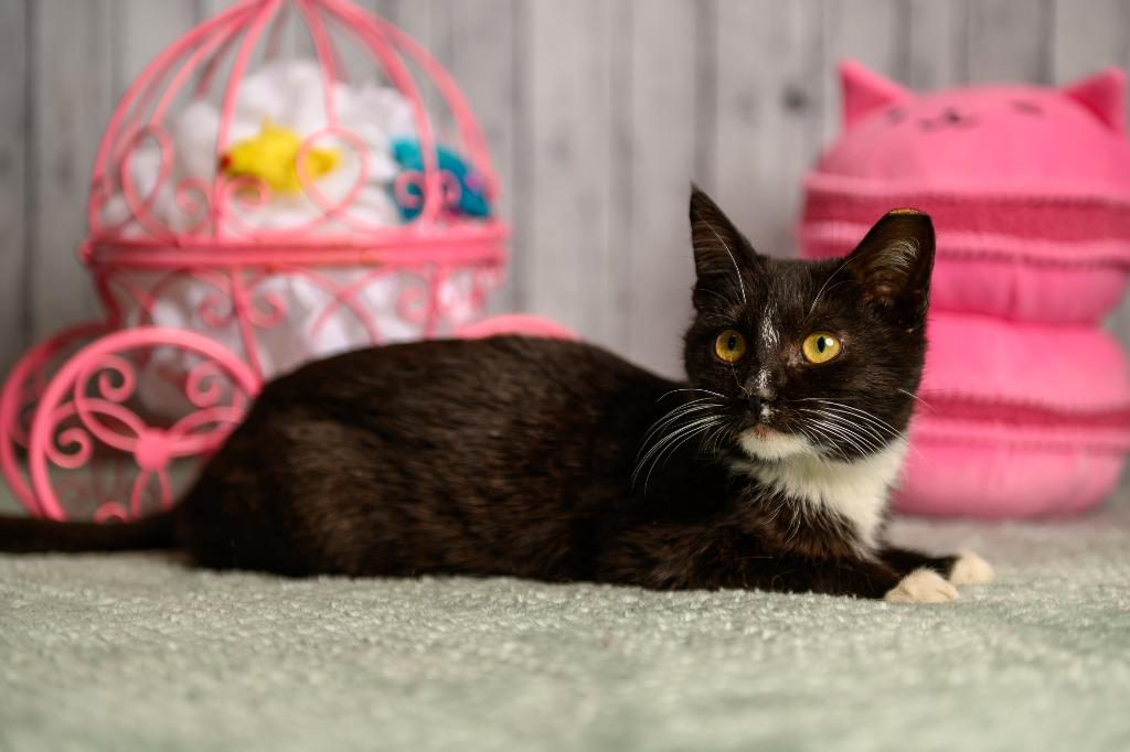 Enlarge Millicent, a Adoptable mixed breed in Roanoke, TX image 3/3