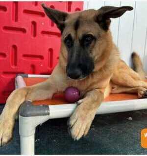 Enlarge Polo - Courtesy Listing, a Adoptable German Shepherd Dog in Rootstown, OH image 1/3