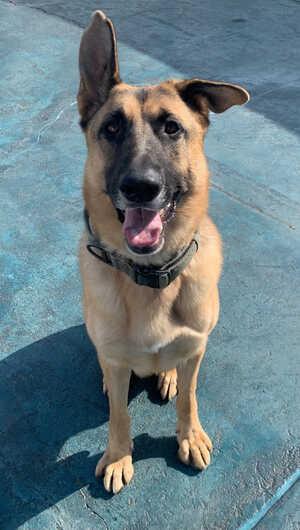 Enlarge Polo - Courtesy Listing, a Adoptable German Shepherd Dog in Rootstown, OH image 2/3