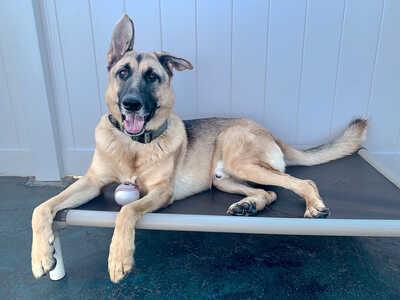 Enlarge Polo - Courtesy Listing, a Adoptable German Shepherd Dog in Rootstown, OH image 3/3