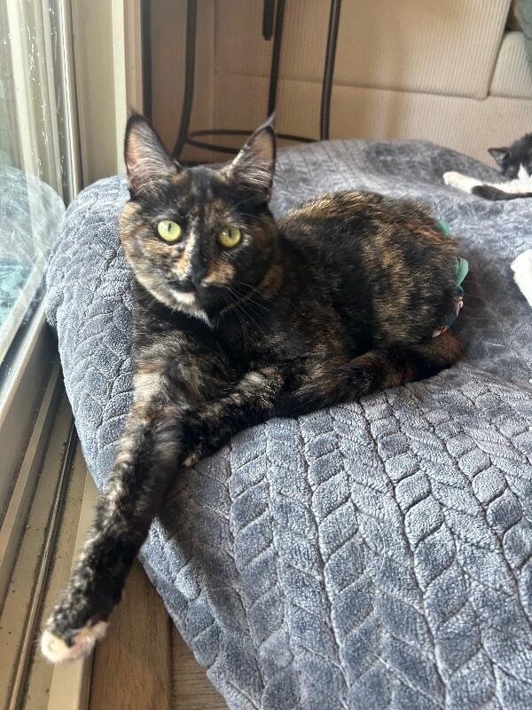 Eloise, Adoptable, Young Female Domestic Short Hair.