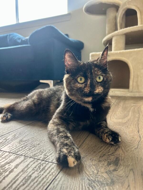 Eloise, a Adoptable Domestic Short Hair in Diamond Springs, CA image 2/6