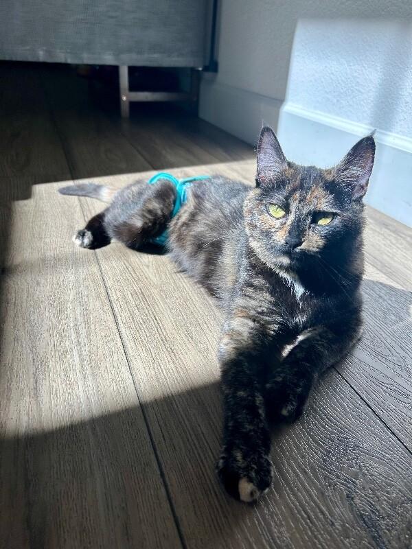 Eloise, a Adoptable Domestic Short Hair in Diamond Springs, CA image 3/6
