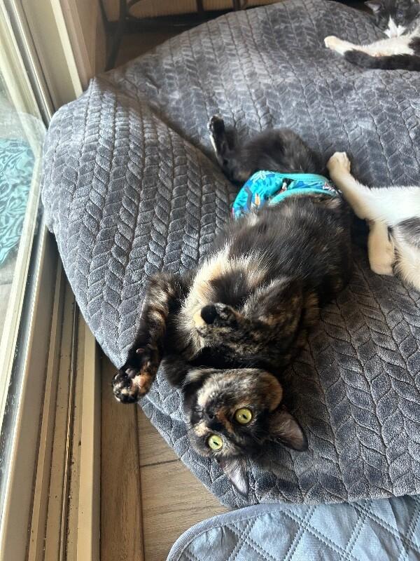 Eloise, a Adoptable Domestic Short Hair in Diamond Springs, CA image 4/6