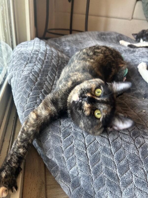 Eloise, a Adoptable Domestic Short Hair in Diamond Springs, CA image 5/6