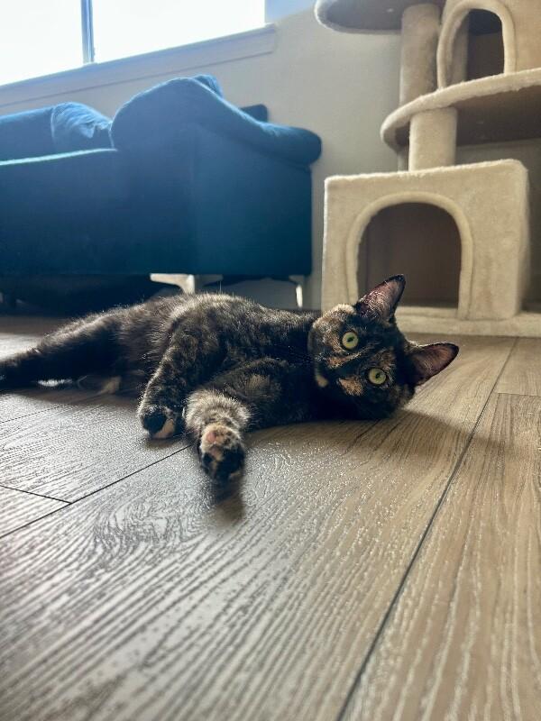 Eloise, a Adoptable Domestic Short Hair in Diamond Springs, CA image 6/6