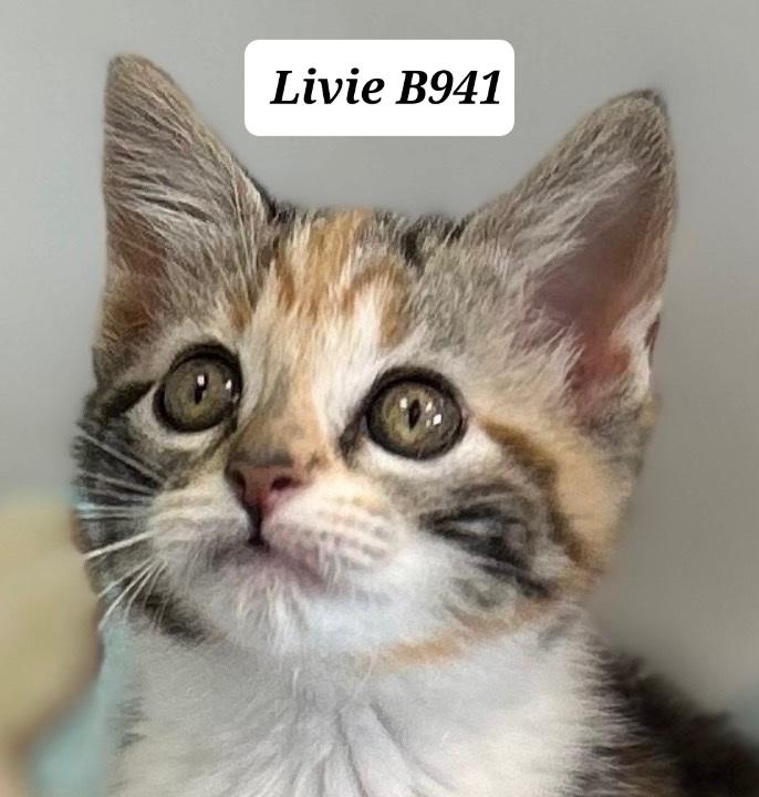 Livie, ADOPTABLE, Kitten Female Domestic Medium Hair.