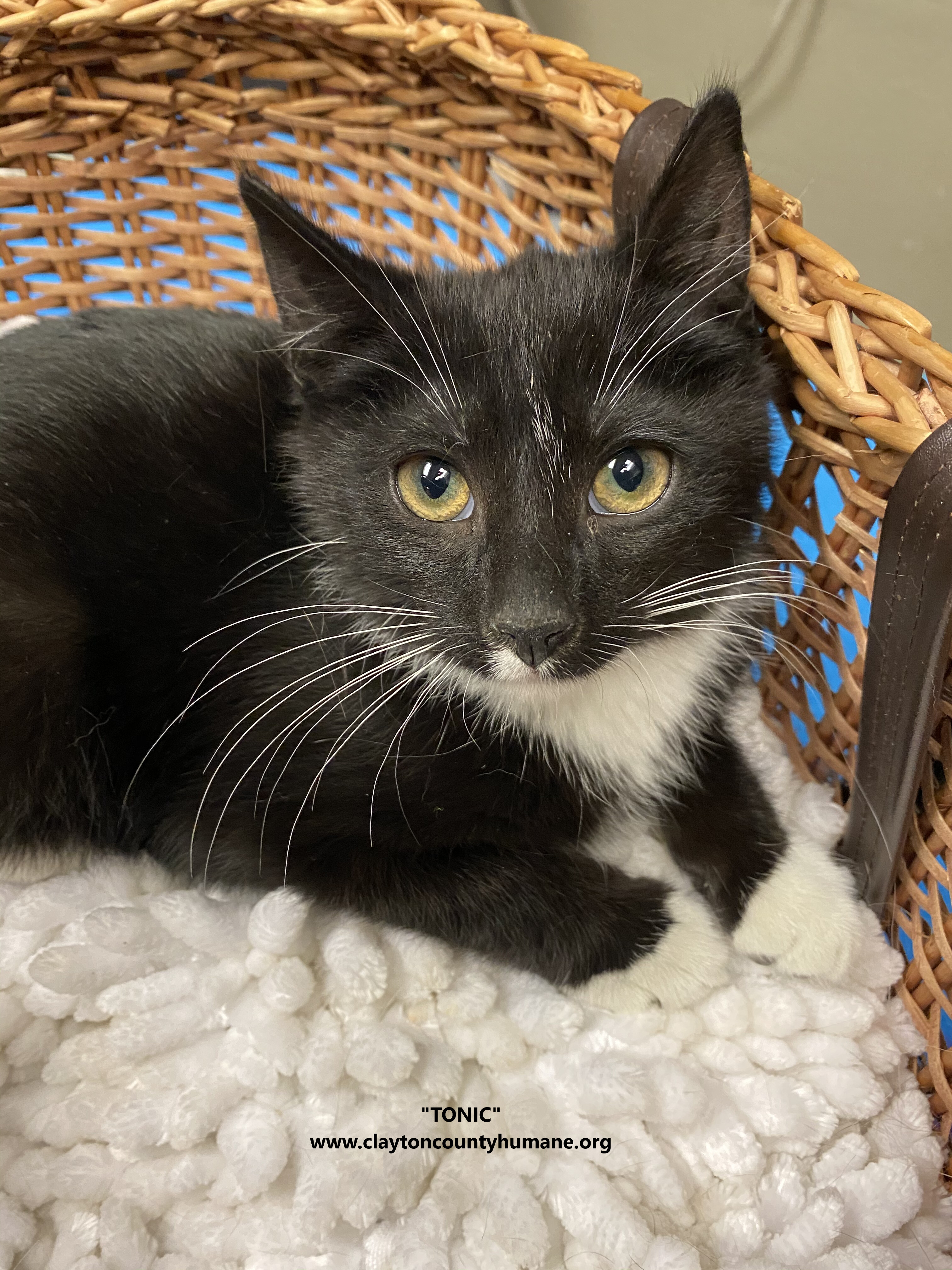 Tonic, Adoptable, Kitten Male Domestic Short Hair.