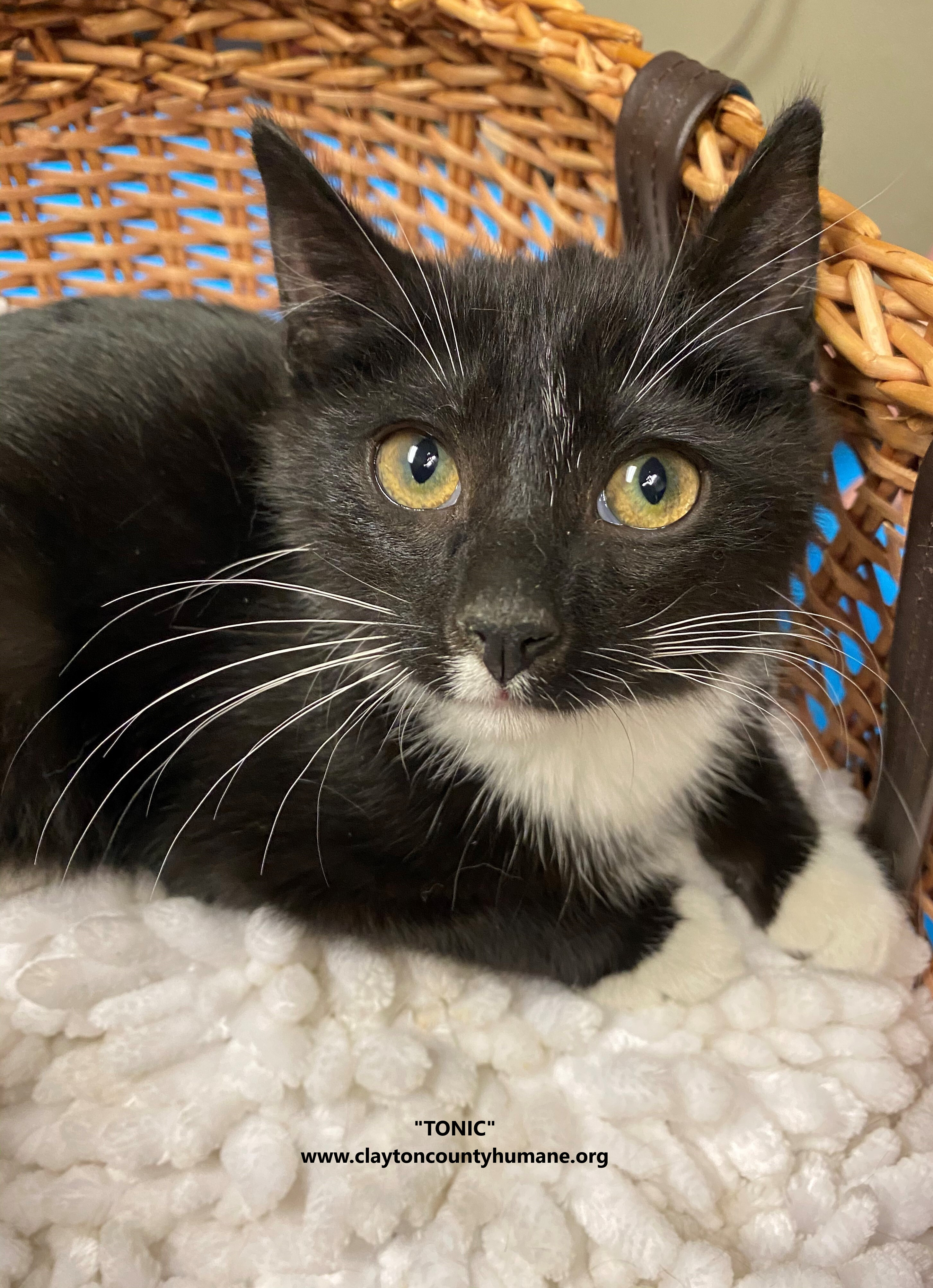 Enlarge Tonic, a Adoptable Domestic Short Hair in Jonesboro, GA image 2/3