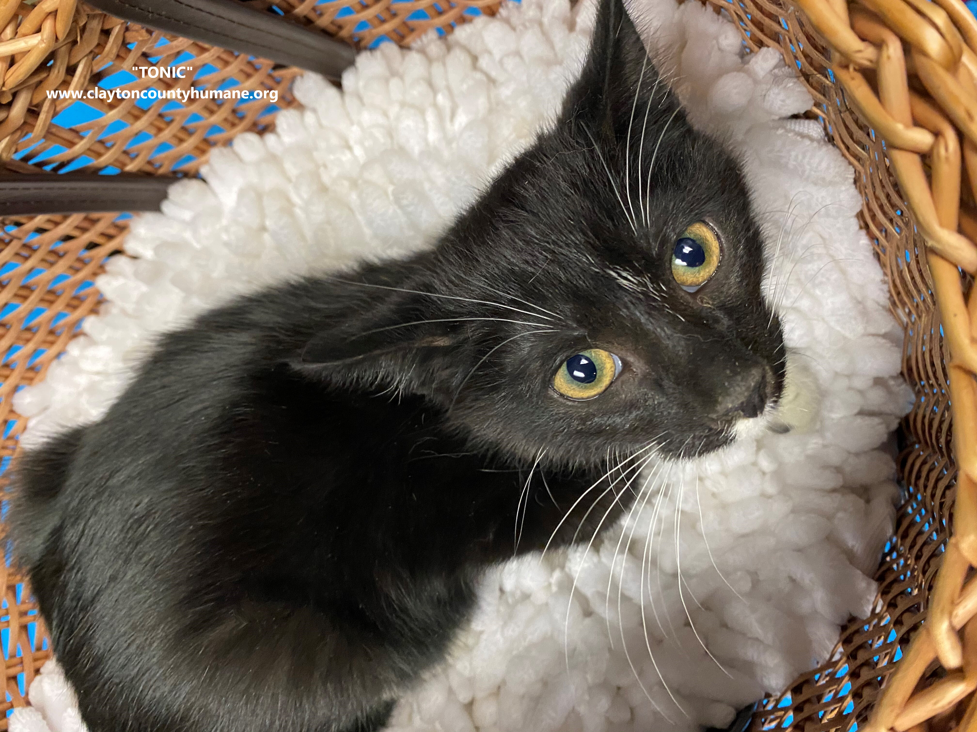 Enlarge Tonic, a Adoptable Domestic Short Hair in Jonesboro, GA image 3/3