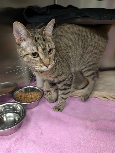 BITSY, Adoptable, Adult Female Domestic Short Hair.