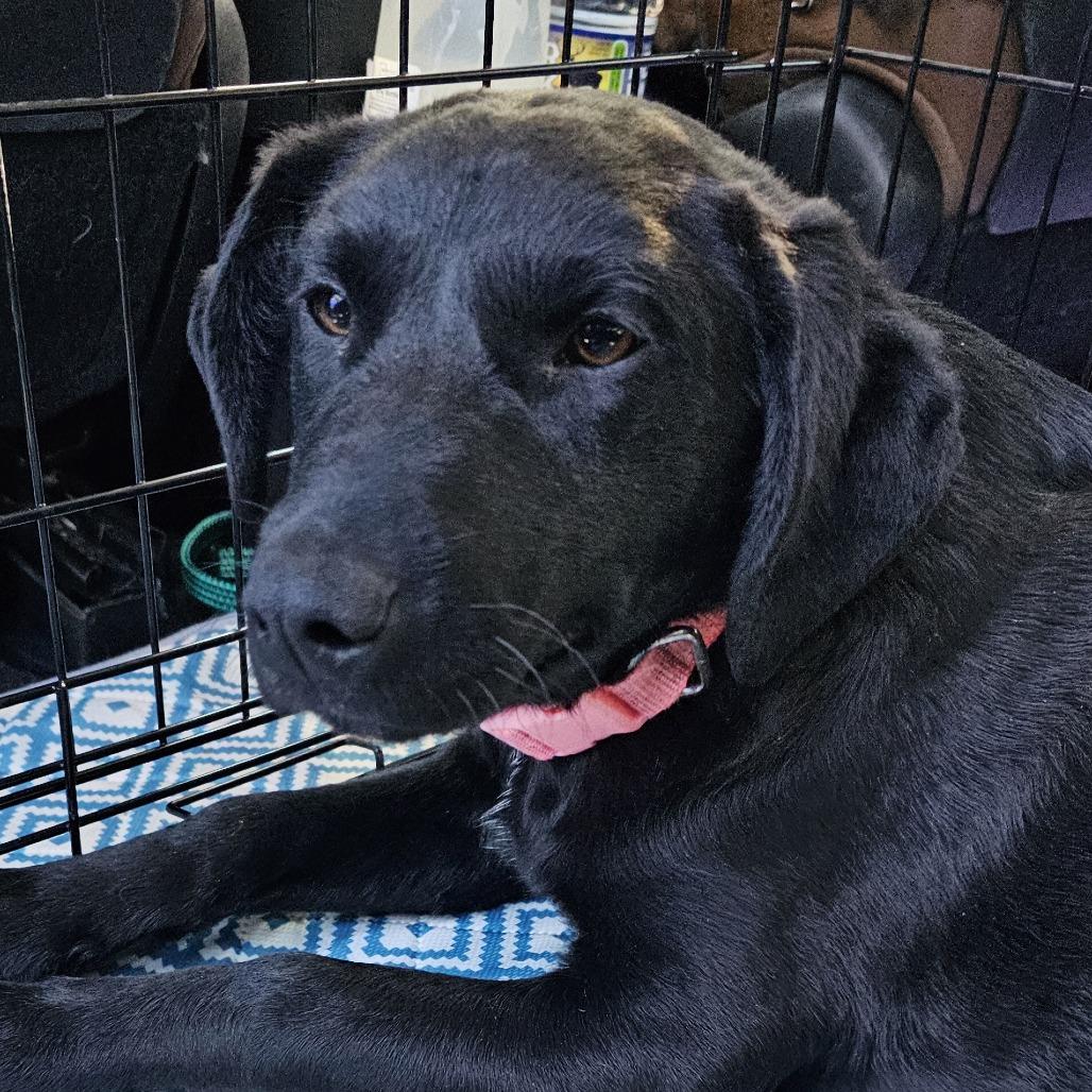 Mary Jo, Adoptable, Adult Female Black Labrador Retriever & Mixed Breed.