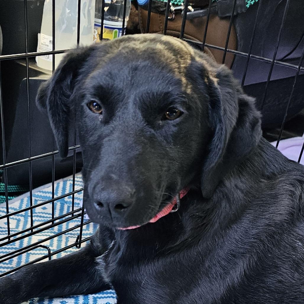 Enlarge Mary Jo, a Adoptable mixed breed in Myrtle Beach, SC image 2/2