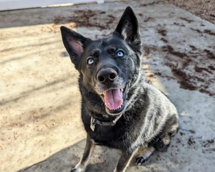 Enlarge Delta, a Adoptable mixed breed in Virginia Beach, VA image 1/3