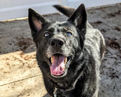 Enlarge Delta, a Adoptable mixed breed in Virginia Beach, VA image 2/3