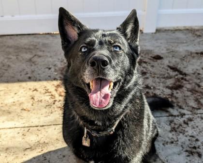 Enlarge Delta, a Adoptable mixed breed in Virginia Beach, VA image 3/3