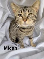 Micah, Adult Male Domestic Short Hair
