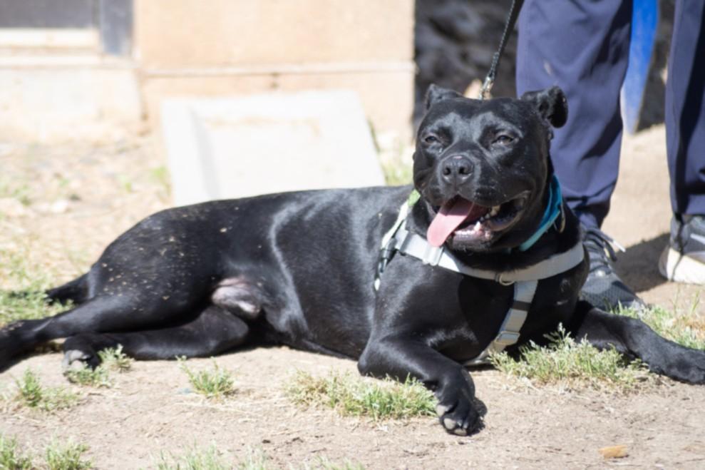 LITTLE MAN, Adoptable, Young Male Terrier & Mixed Breed.