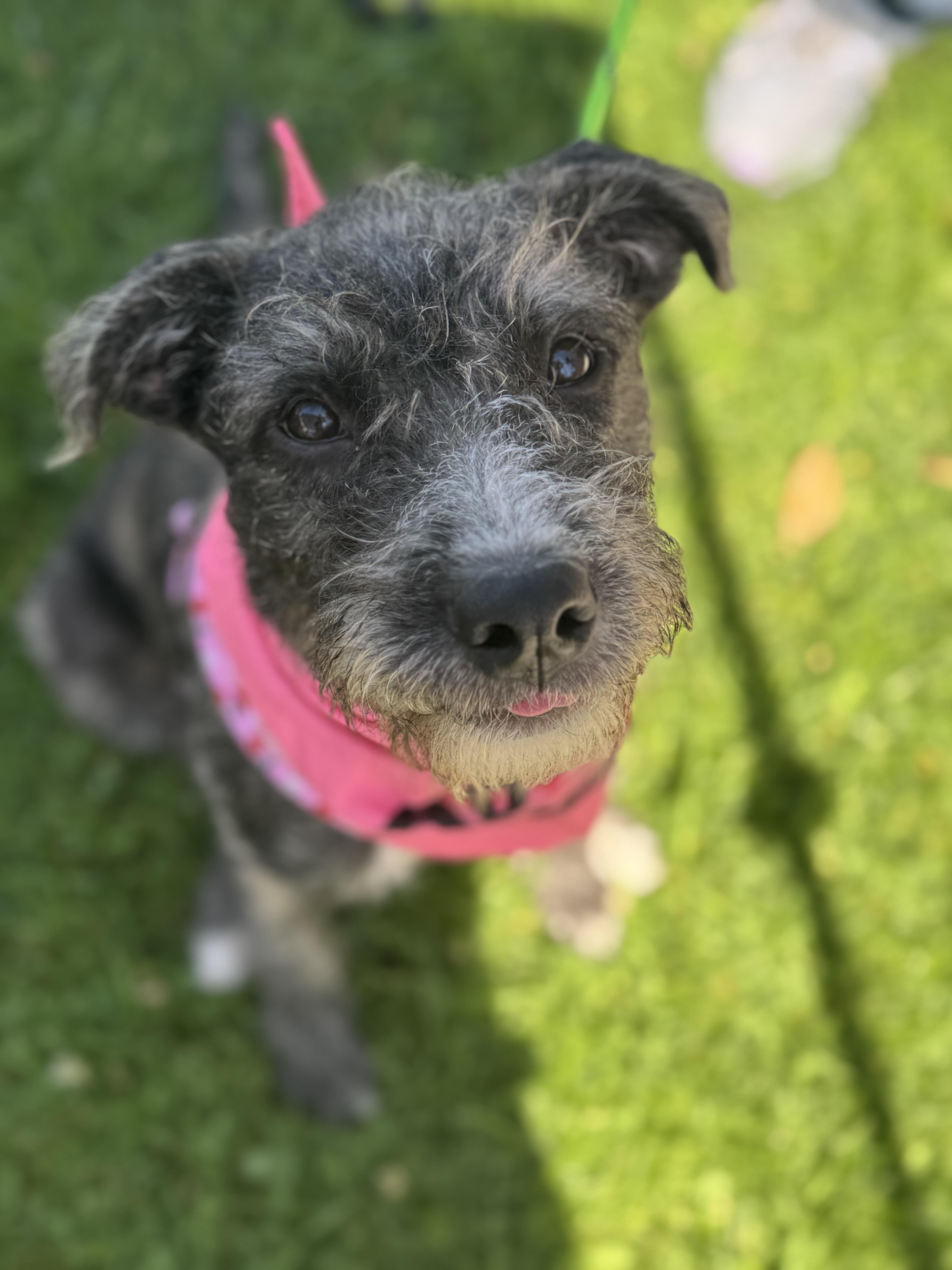 Lulu Belle, Adopted, Puppy Female Pit Bull Terrier & French Bulldog.