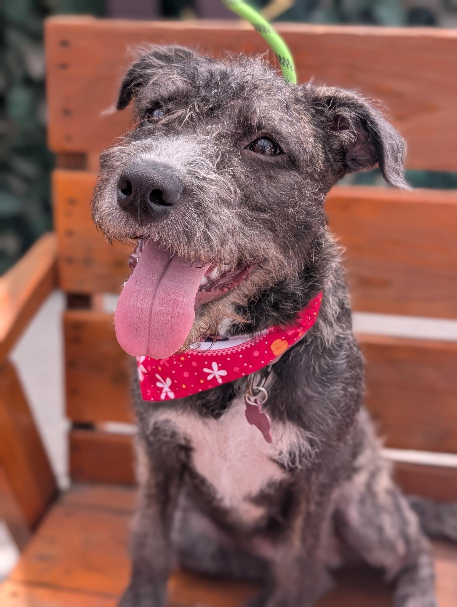 Enlarge Lulu Belle, a Adopted mixed breed in Torrance, CA image 3/3