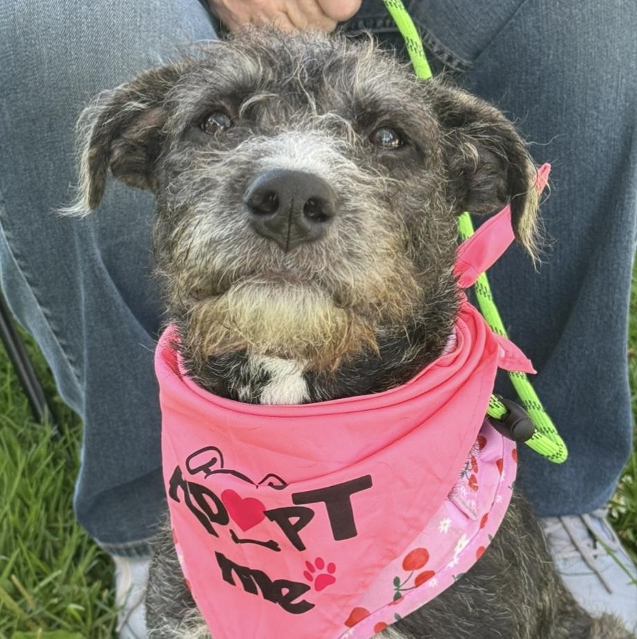 Lulu Belle, Adopted, Puppy Female Pit Bull Terrier & French Bulldog.