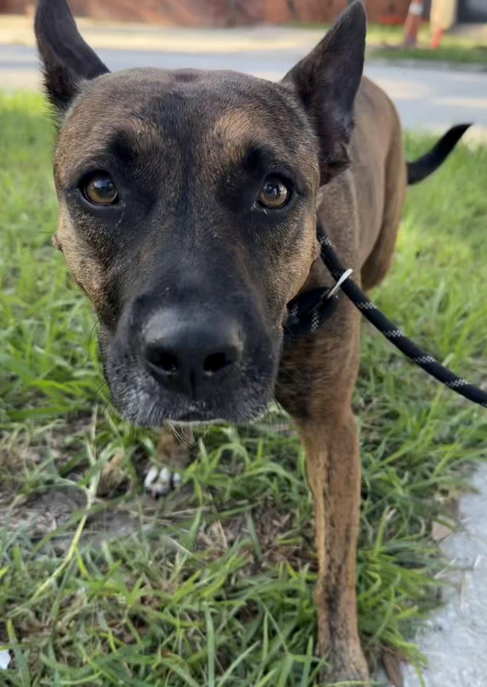 Enlarge Olivia, a Adoptable Dutch Shepherd in Sanford, FL image 1/2