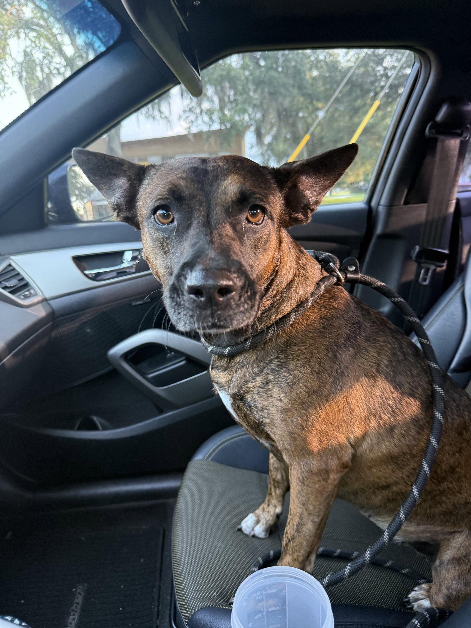 Enlarge Olivia, a Adoptable Dutch Shepherd in Sanford, FL image 2/2