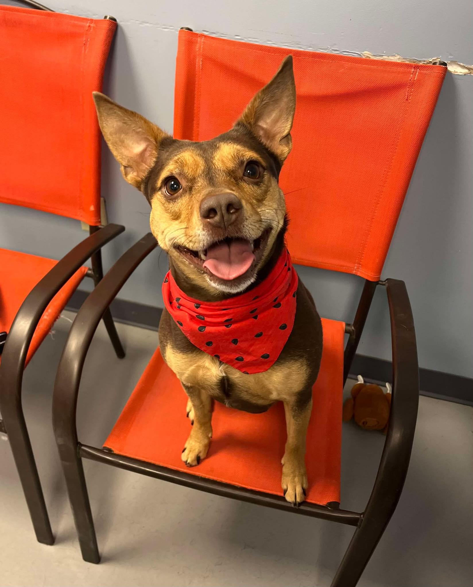 Twix, adopted, Adult Female Terrier.