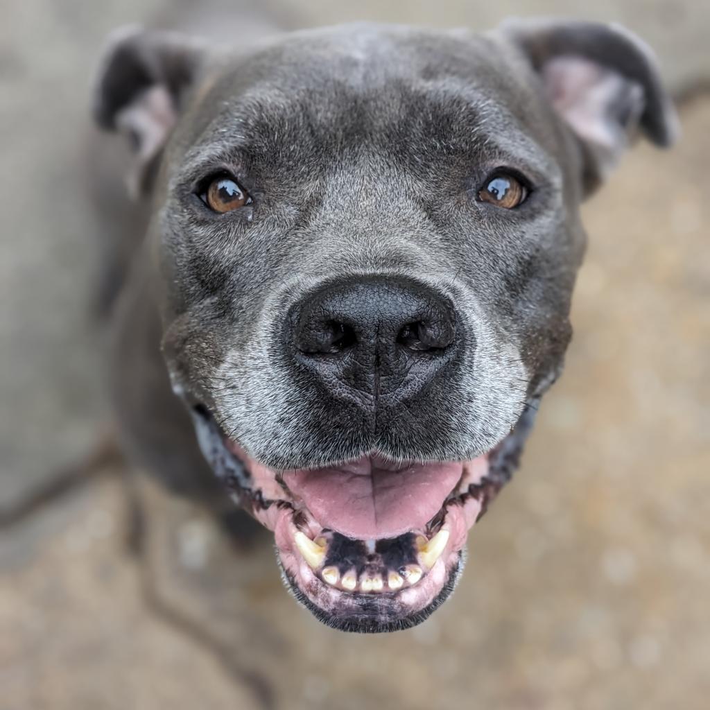 Sally, Adoptable, Senior Female Pit Bull Terrier.