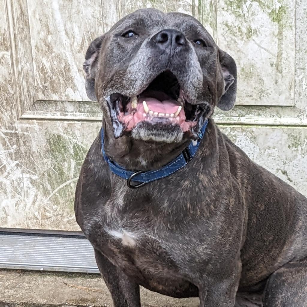 Enlarge Sally, a Adoptable Pit Bull Terrier in Zuni, VA image 4/6
