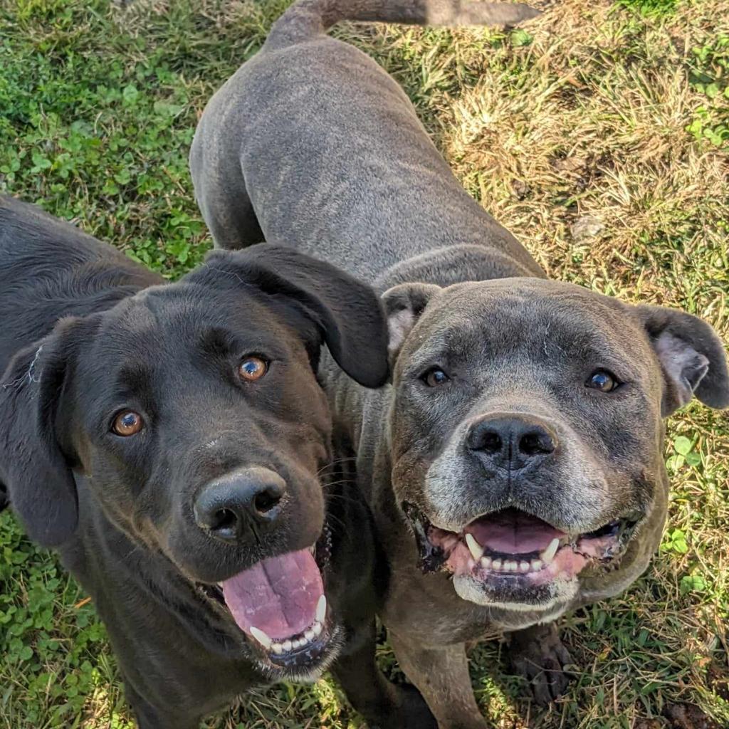 Enlarge Sally, a Adoptable Pit Bull Terrier in Zuni, VA image 5/6