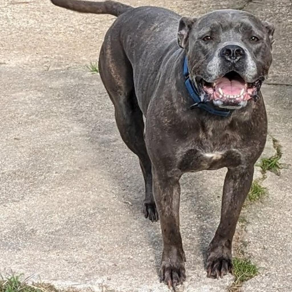 Enlarge Sally, a Adoptable Pit Bull Terrier in Zuni, VA image 6/6