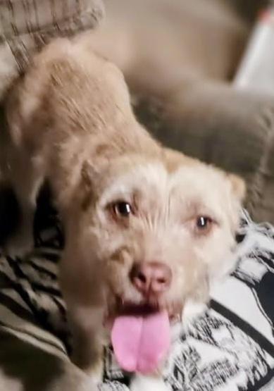 Daisy 26, Adoptable, Young Female Terrier.