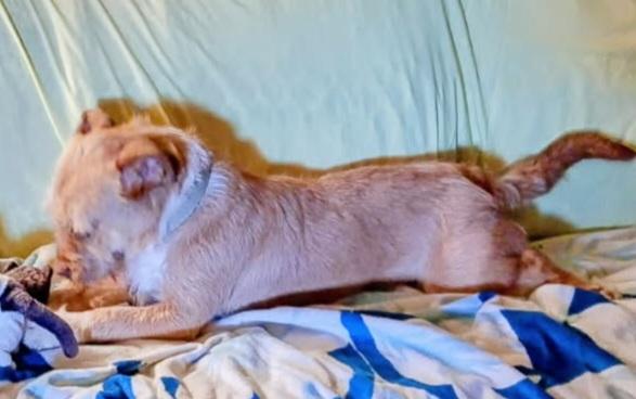 Enlarge Daisy 26, a Adoptable mixed breed in Burleson, TX image 3/4