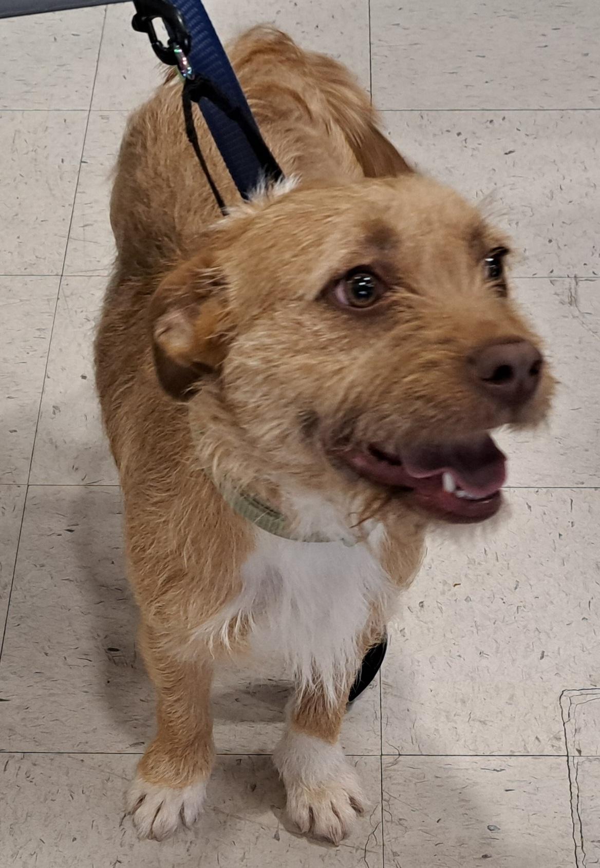 Daisy 26, Adoptable, Young Female Terrier.