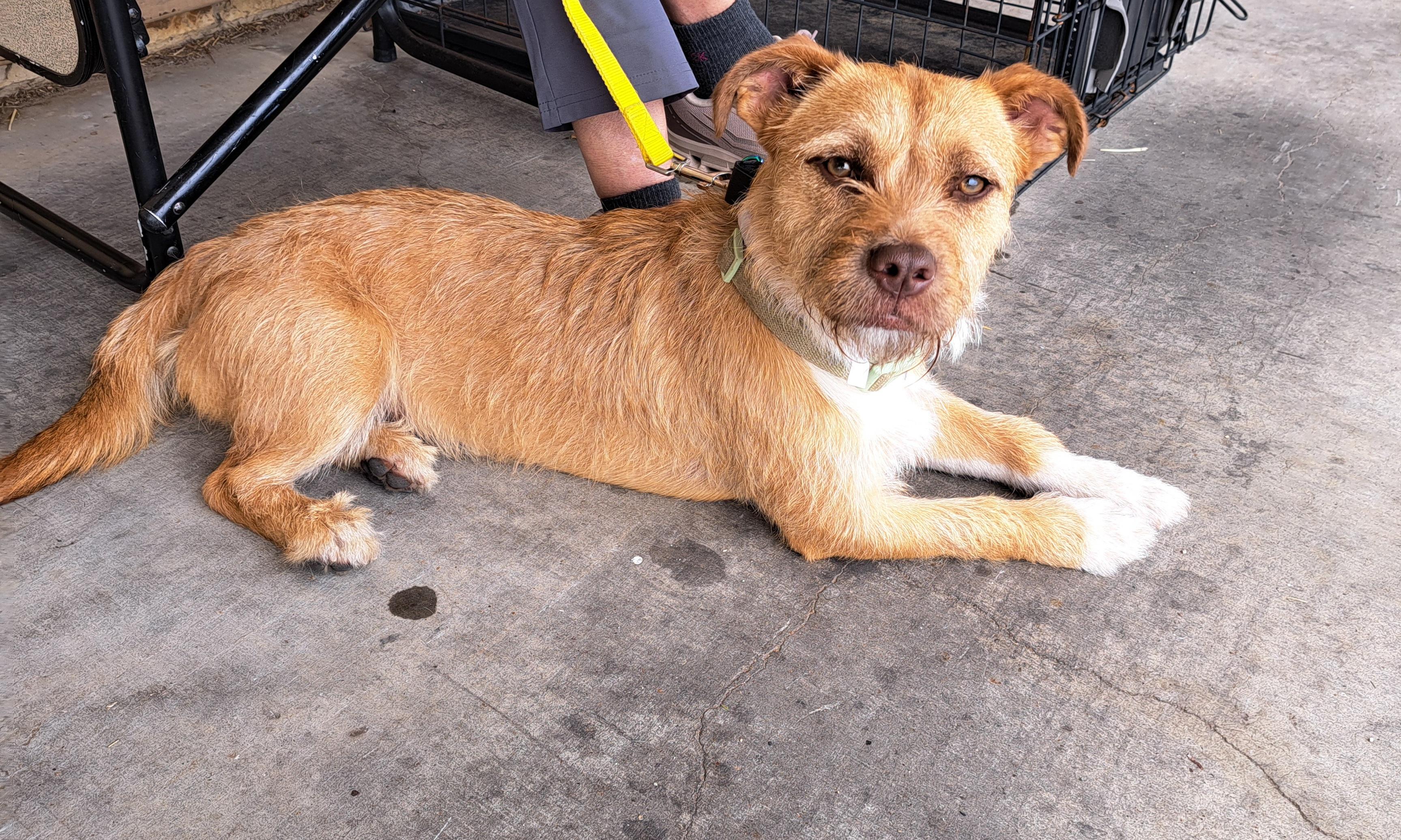 Enlarge Daisy 26, a Adoptable mixed breed in Burleson, TX image 3/5